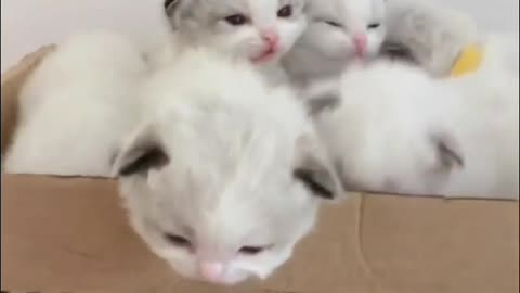 cute kitten
