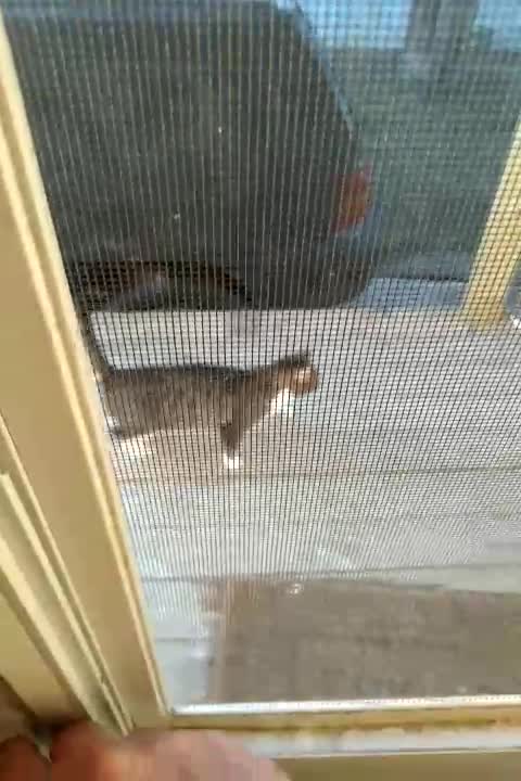 Some of the outside kitties