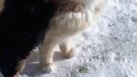 Puppies and cats love each other