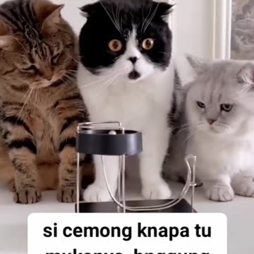 Focus on The Cute and Cute Facial eExpressions of striped Cats