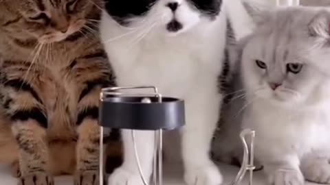 Focus on The Cute and Cute Facial eExpressions of striped Cats