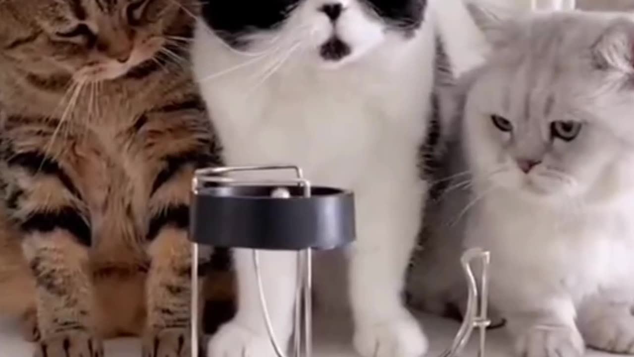 Focus on The Cute and Cute Facial eExpressions of striped Cats