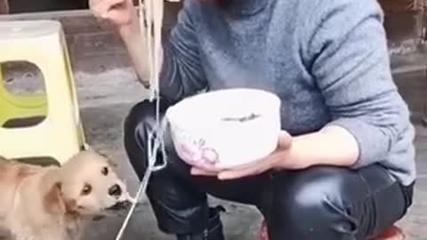 New funny dog video