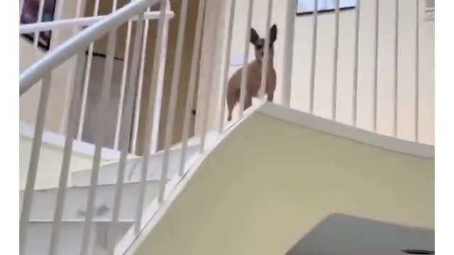 Very Funny - Watch how the dog turns a melodious singer