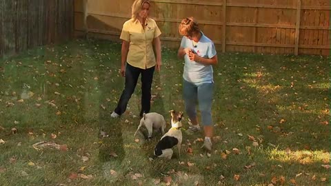 Perform Dog Training - #01