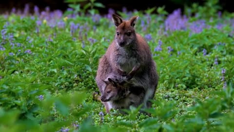 Beautiful Animals Video