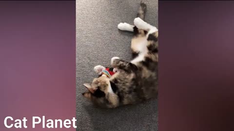 funny and cuddly cats