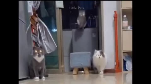 Cute Cat Videos to Watch.😍