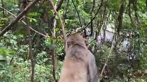 Cute Monkey China & Funny Love monkey| Animals Love