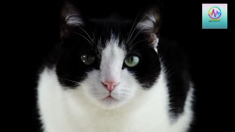 Cute Funny Cats