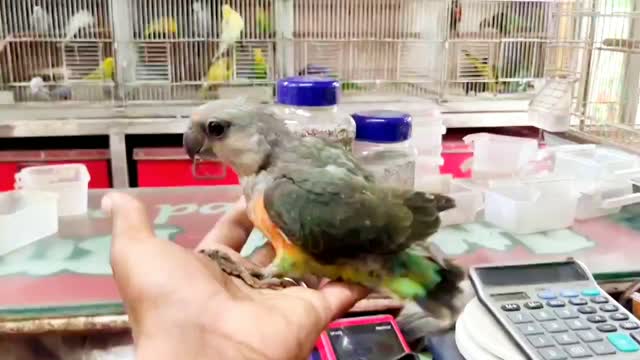 #My Red Bellied Parrot Baby