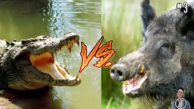 14 craziest Animal fights