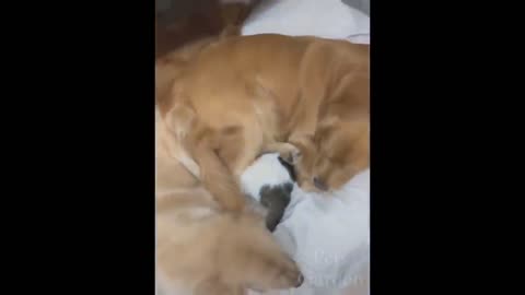 Top Funny Cat Videos of The Weekly - TRY NOT TO LAUGH !!
