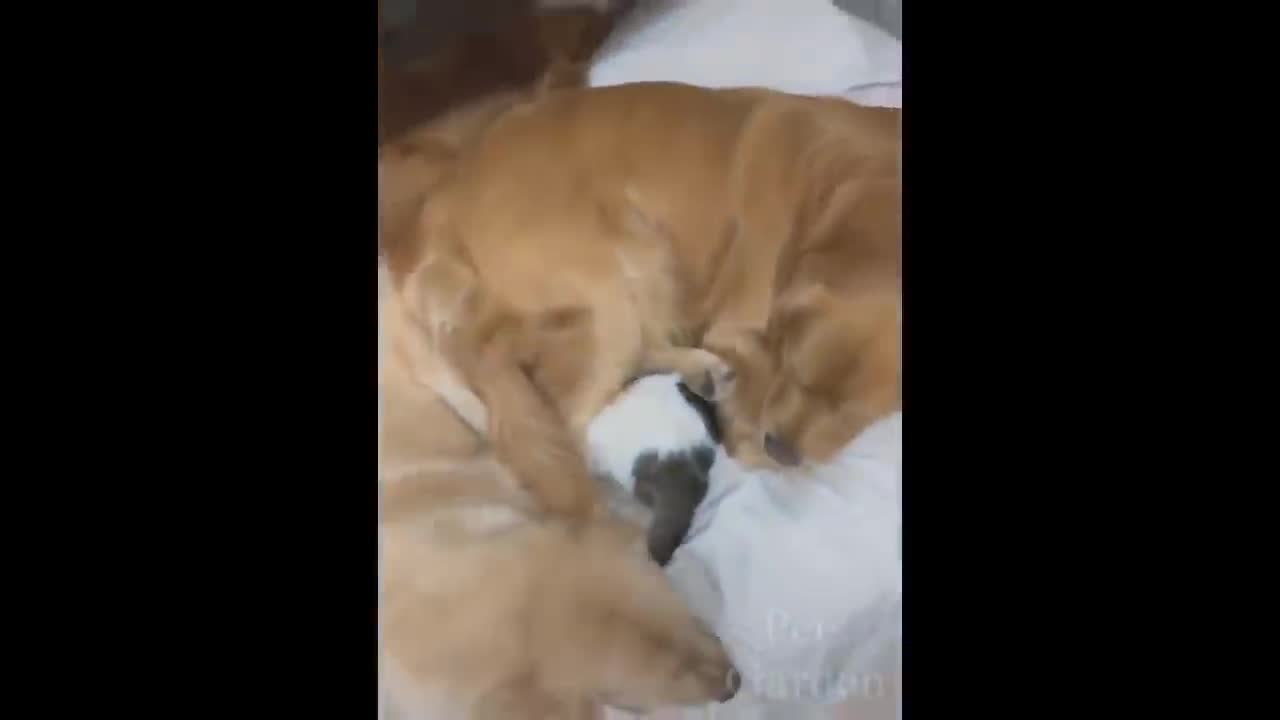 Top Funny Cat Videos of The Weekly - TRY NOT TO LAUGH !!