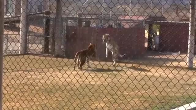 Siberian Tiger vs Bengal Tiger