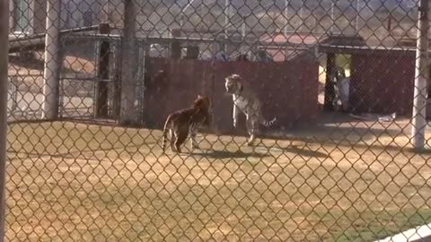 Siberian Tiger vs Bengal Tiger