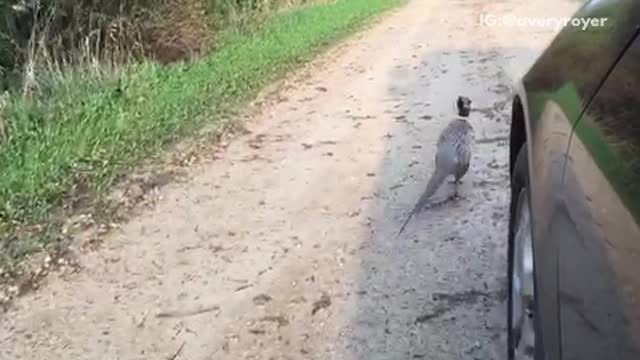 Man in black car following a bird running