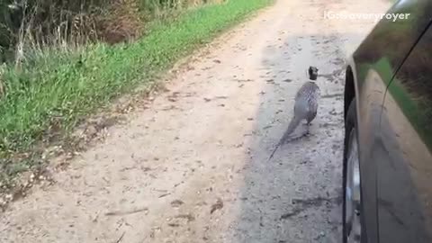 Man in black car following a bird running