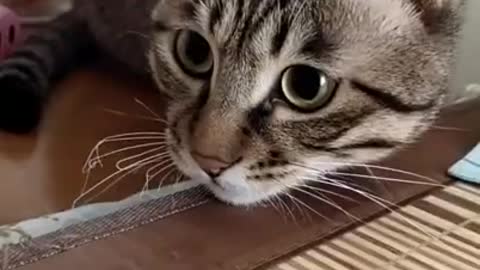 Funny Animal xyzz3