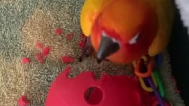 parrot shakes try not to laugh