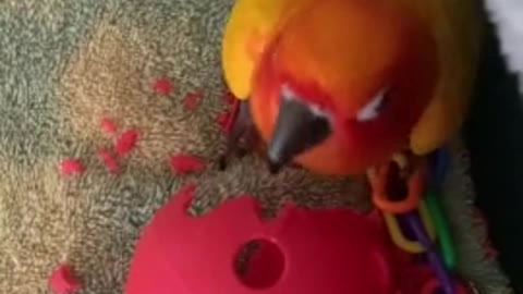 parrot shakes try not to laugh