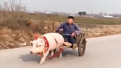 Totally Random Funny Videos 2021 😁