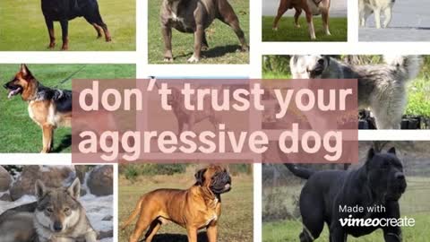 the most dengerous dogs