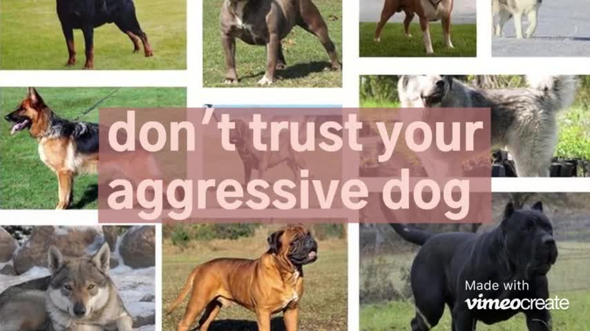 the most dengerous dogs