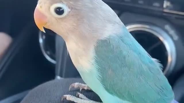 Skye Donβt Play ππ