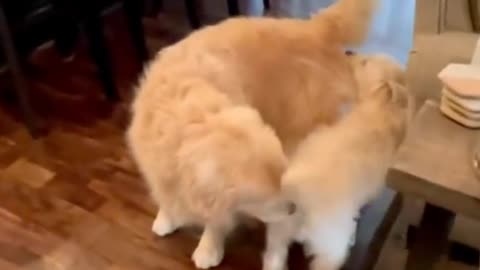 Aww dogs