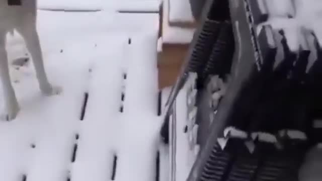 This video of blind dog will make your day