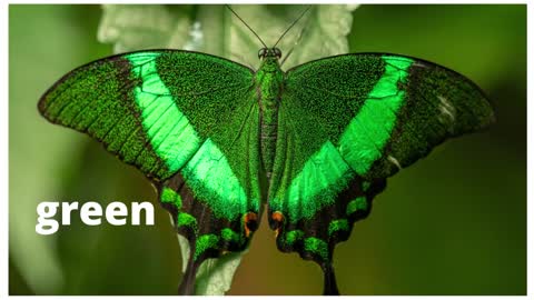 The colors of butterflies and their meanings