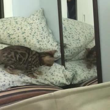 Bengal Kitten Sees Reflection For First Time