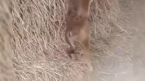 Two legs of a cow