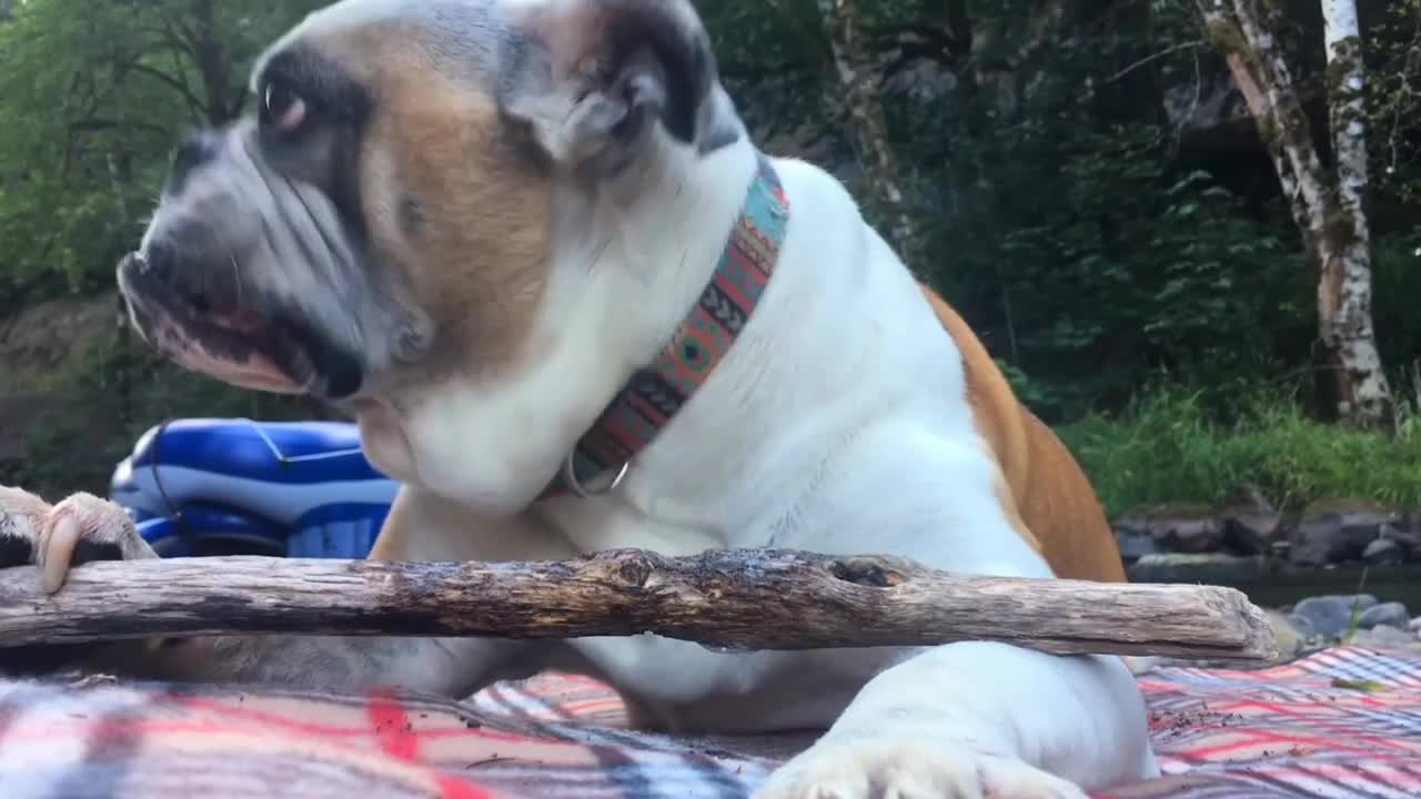 Video of dog playing by the sea