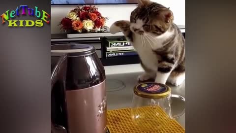 Cute and Funny Animals _ Funny cats and Dogs videos 2021