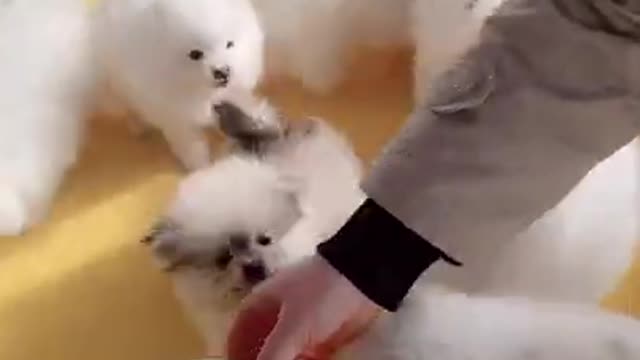 Funniest Animals Real 😹 - Best Of The 2020 Funny Animals Videos