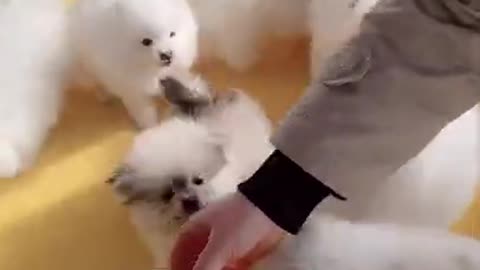 Funniest Animals Real 😹 - Best Of The 2020 Funny Animals Videos