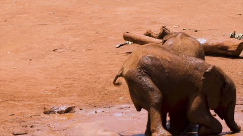 Cute Baby Elephants Playing In Mud