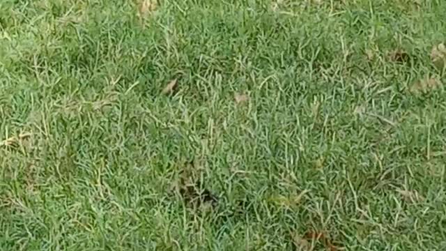 Squirrel ran away while I was sitting in the garden
