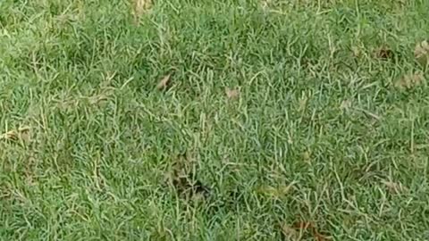 Squirrel ran away while I was sitting in the garden