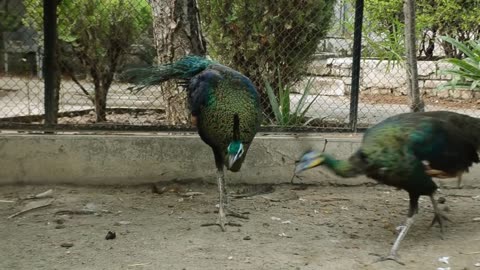 Birds$animals