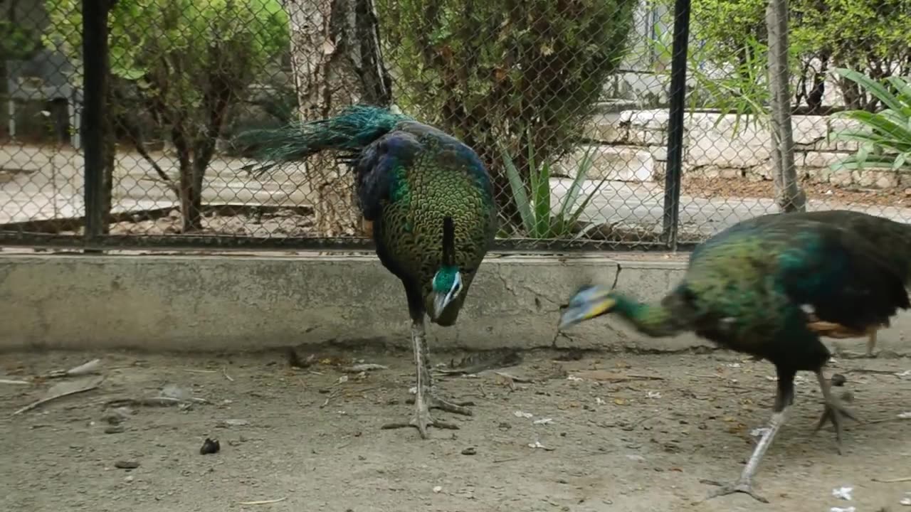 Birds$animals