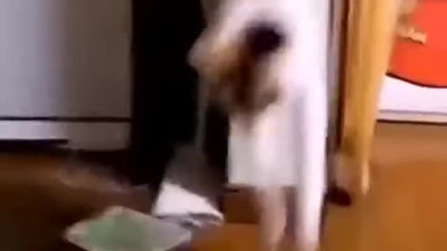 funny animals