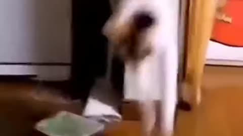 funny animals