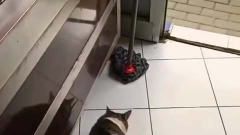 Funniest cat 😺 in the world 🤣 funny videos