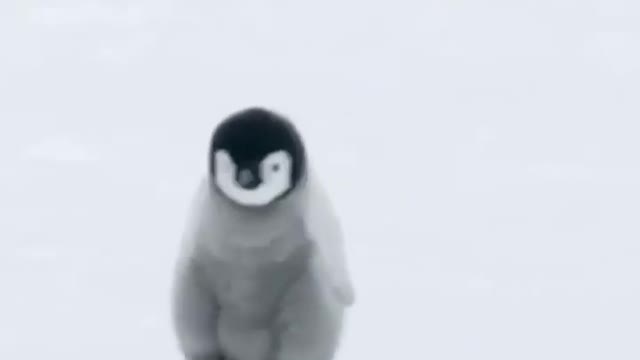 Best of Funny Penguins