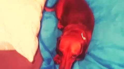 Music tan dog lies on blue blanket while owner zooms in