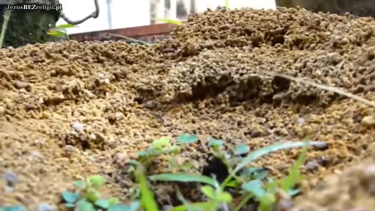 Teatr dla gojów cz.2