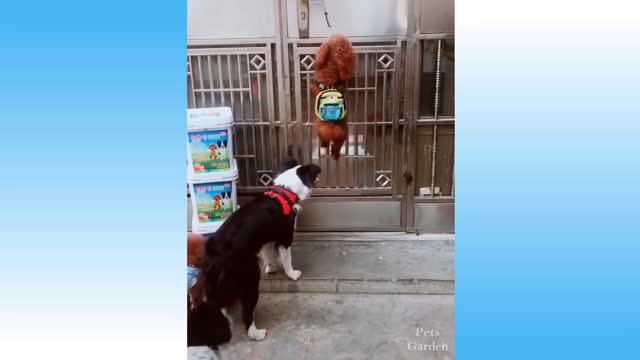 Dog & Pets Masti Dance